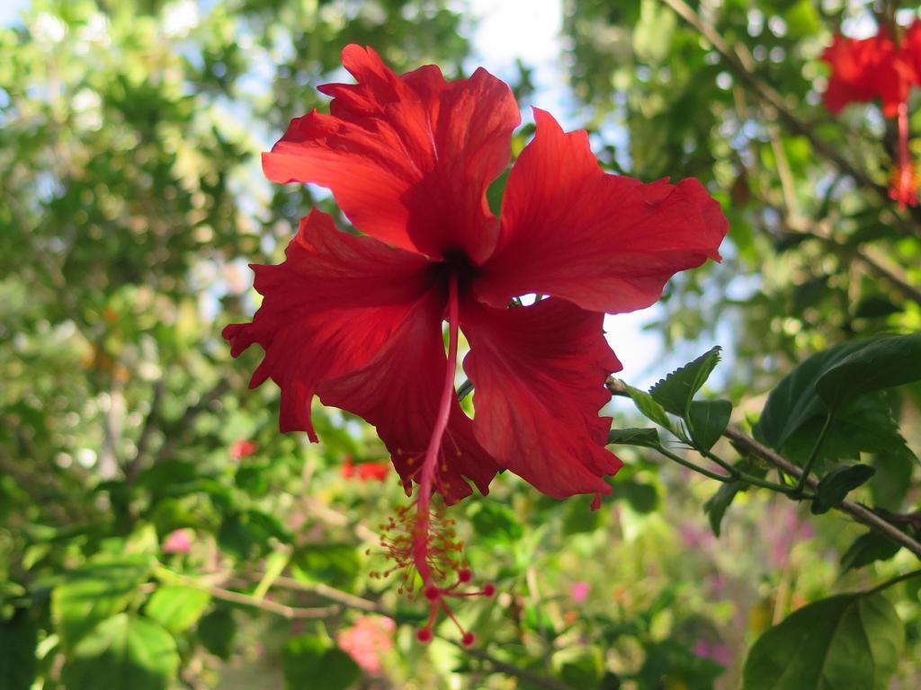 Ananda B&B Gili Air Eksteriør billede